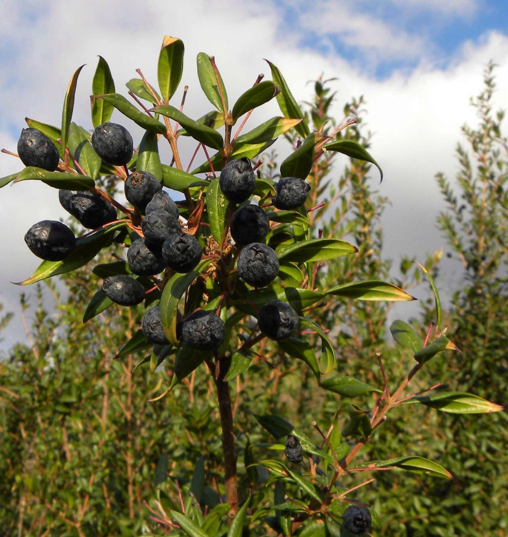 Mirto?  No, Lentisco   (Pistacia lentiscus - Sapindales  Anacardiaceae)